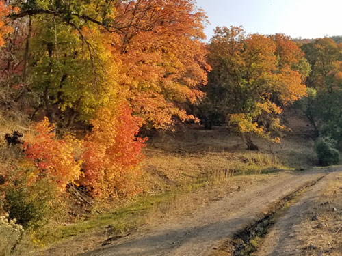 fall trees