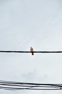 Lonely bird