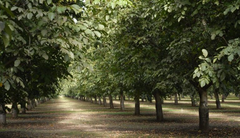 Walnut orchard